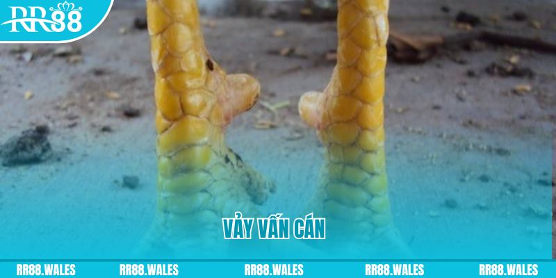 vwin Phi Đội Ưu Tú