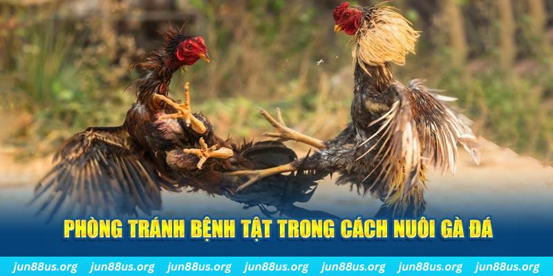 vwin Bài Poker Bonus